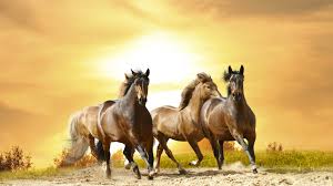 horses running sunset wallpaper 4k 4 3344