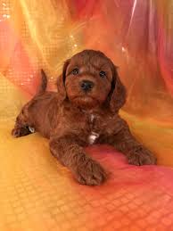 Mini goldendoodle puppies are ideal for families, especially with children. Miniature Goldendoodle Puppies For Sale Breeder In Iowa