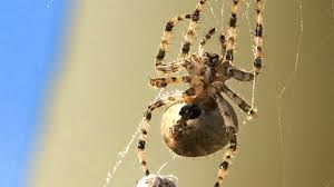 why do garden spiders hang upside down