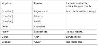 Red Maple Tree Classification Chart Sutori