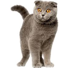 5 Things To Know About Scottish Folds