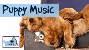 There are many reasons why puppies may cry. Puppy Music Music And Sounds Designed For Puppies Improve Separation Anxiety Stop Crying Dogs Youtube