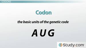 What Is The Genetic Code That Translates Rna Into Amino Acids