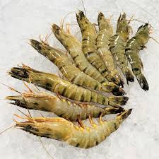 black tiger shrimps raw head on s