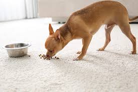 why does my dog play with their food 6