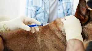 Will i be fined for not having my pets vaccinated? How Often Do Dogs Need Rabies Shots Rabies Schedule