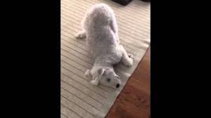 cute pup rubs face on carpet after