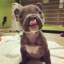 pit bull puppy with cleft palate gets