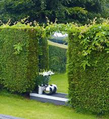 Primrose Mirror In A Garden Hedge