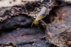 diy termite treatment at home
