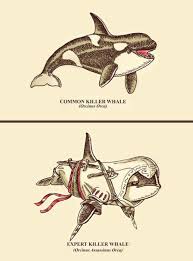 The Killer Whale Evolves Into The Expert Killer Whale After