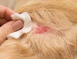 clumps of hair falling out in dogs our