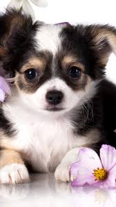 wallpaper chihuahua puppy dog flower