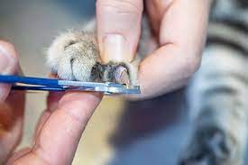 how to trim cat nails at home vet
