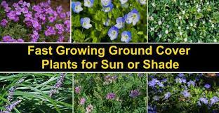Fast Growing Ground Cover Plants With