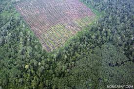 Resultado de imagen de fotos de la deforestación por el aceite de palma