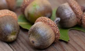 You don't need anything special to get dust, hair, crumbs, or but some vacuums do it a little better than others. The 5 Best Ways To Pick Up Acorns From Your Yard Luv2garden Com