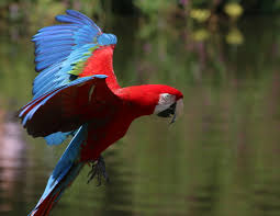 green wing macaw full profile