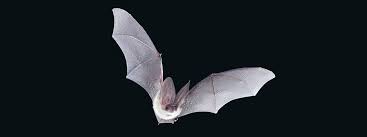 bats in flight identification guide