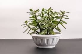 Are Jade Plants Poisonous To Dogs Hunker