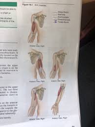 Solved Figure 16 1 Arm Muscles Hould Be Able To A Chart