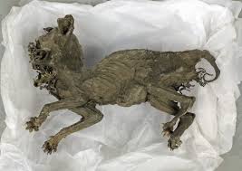 Mummified Cat Thought Thought To Be