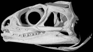 Digimorph - Sphenodon punctatus (tuatara) - adult