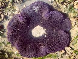 carpet anemones at chek jawa u