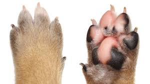 dogs swollen paws swollen paws in