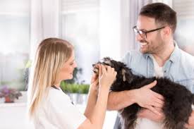 Find 678 listings related to pet dental care in santa clarita on yp.com. Dental Insurance For Dogs An Unbiased Guide