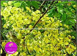 വിഷു) is a hindu festival primarily celebrated in the indian state of kerala, which marks the beginning of the harvest year. Magnificent Dewdrops Vishu A Popular Festival In Kerala