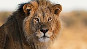 The lion (panthera leo) is an old world mammal of the felidae family and one of the four species of big cats (subfamily pantherinae) in the panthera genus, along with the tiger (p. Lion Attack In Australia Leaves Zookeeper Badly Injured Bbc News