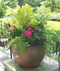 container plants container gardening