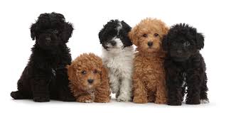 poodle puppies in baltimore