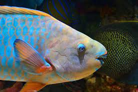 parrot fish 1080p 2k 4k 5k hd