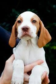 Breeders spend a ton of time and energy on their litters and improving the bloodlines. 320 English Pointers Ideas English Pointer Bird Dogs Hunting Dogs