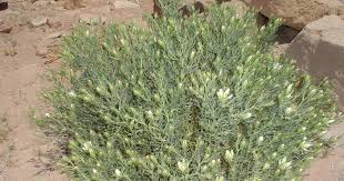 Aizoon hispanicum (Aizoanthemum hispanicum) - Musings