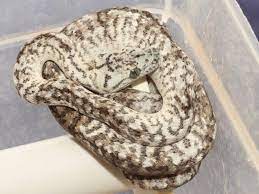 carpet python complex morphs