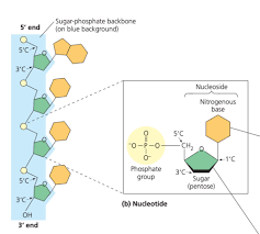 1b nucleic acids structure and function