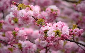 beautiful pink branch sakura anese