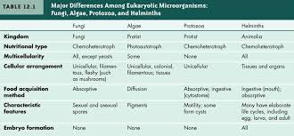 Classification Of Eukaryotic Microbes Eurkaryotic Microbes