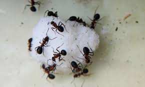how to control black sugar ants in the