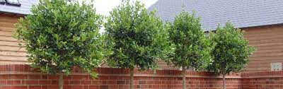 Obscuring the fence or border with screening plants or climbers will help to fix the closed in look that bare fences will give you. Ideas Advice Plants For Screening And Privacy Big Plant Nursery Twyford Berkshire For All Your Garden Plants