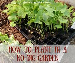 The No Dig Vegetable Garden
