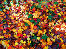 fall nature leaf hd wallpaper