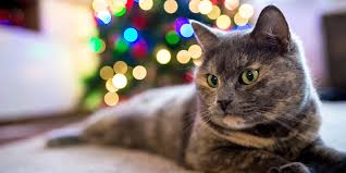 How to keep my cat away from the christmas tree. How To Cat Proof Your Christmas Tree To Keep Kitty Safe