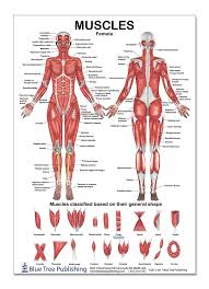 The Muscles Female Poster 12 17inch For Physical Fitness Working Out Muscular System Anatomical Chart