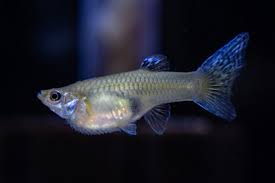 dropsy in fish signs and treatment