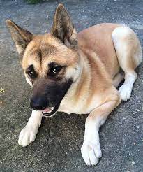 You will be able to perform many activities he is extremely friendly, but he is also still a puppy. German Shepherd Mix 25 Popular Mix Breed Dogs And 6 Unusual Ones