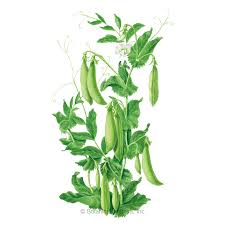 When planting sugar snap peas in the fall, plant it 6 to 10 weeks before the frost sets in. Sugar Daddy Snap Pea Seeds Peas Botanical Interests